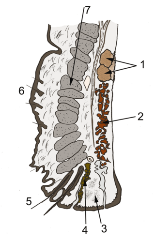 <span class="mw-page-title-main">Accessory lacrimal glands</span> Exocrine glands which secrete tears