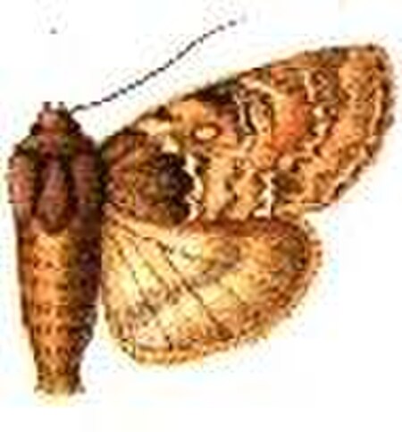 Acronicta_pruinosa