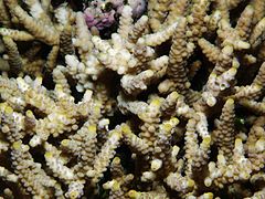 Vista superior de colonia de A. verweyi mostrando coralitos axiales amarillos, en la isla de Mer, Australia