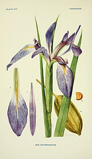 <i>Iris savannarum</i> Species of flowering plant