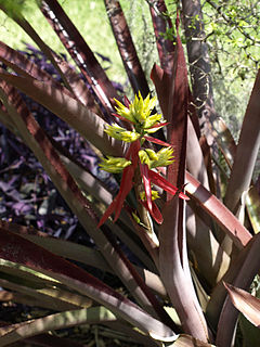 <i>Aechmea emmerichiae</i> Species of flowering plant