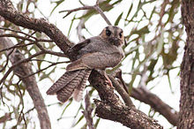 Aegotheles cristatus -Australia Południowa, Australia-8.jpg