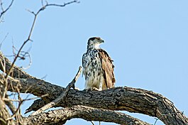 African Hawk-eagle 2406377144.jpg