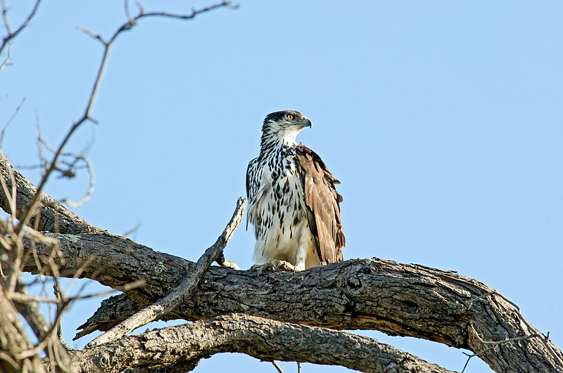 File:African Hawk-eagle 2406377144.jpg