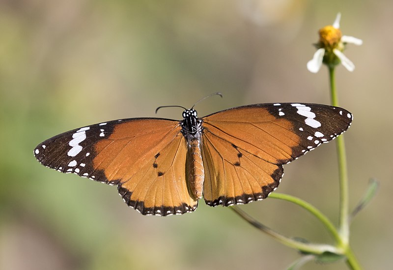 File:African monarch - Danaus chrysippus.jpg