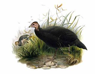 <span class="mw-page-title-main">Black guineafowl</span> Species of bird