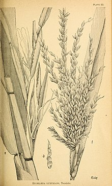 Amerika Birleşik Devletleri'nin tarım otları ve yem bitkileri; ve tanıtıldığı gibi yabancı türler (1889) (14577805377) .jpg