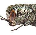 Gambar mini seharga Agrilus