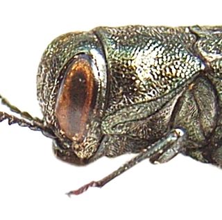 <i>Agrilus</i> Genus of beetles