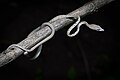 Ahaetulla prasina - азиатская виноградная змея (белый морф) .jpg
