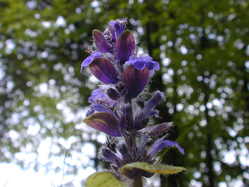 File:Ajuga reptans Bluete 04.JPG