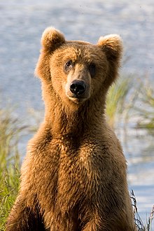 Orso bruno (Ursus arctos) che osserva i dintorni.