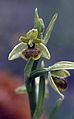 Ophrys araneola