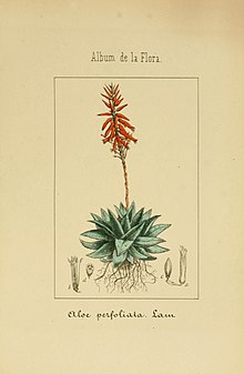 Какие существуют виды алоэ: фото и названия разновидностей растения