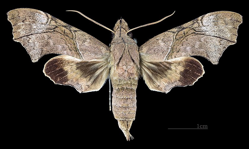 File:Aleuron neglectum MHNT CUT 2010 0 144 El Dorado, Venezuela female dorsal.jpg