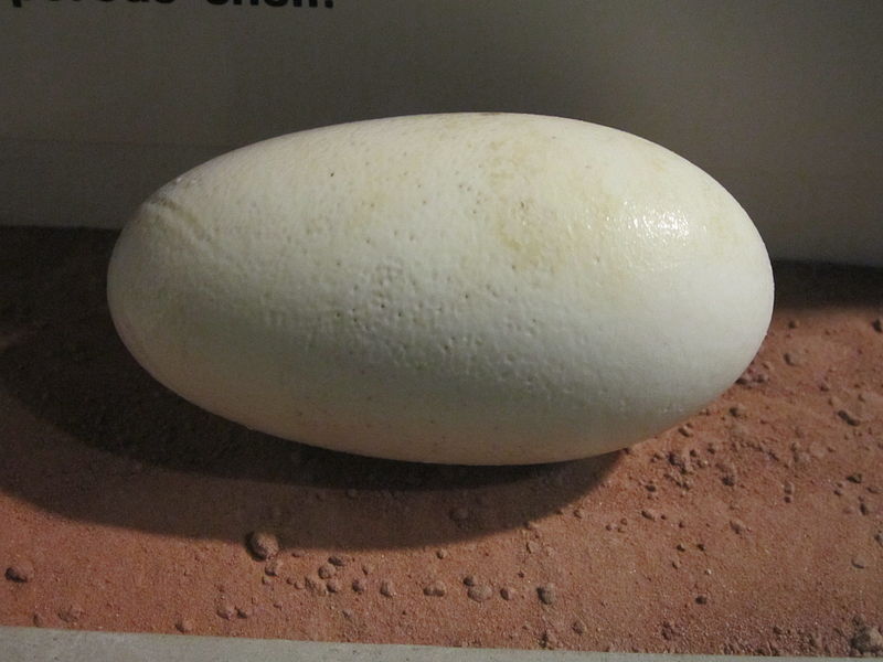 File:Alligator egg, World Museum Liverpool.JPG