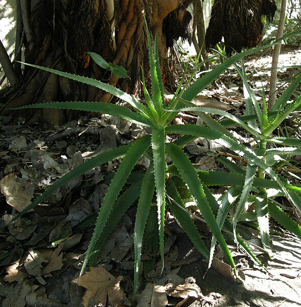 File:Aloe bulbillifera bulbillifera DSCN1025.jpg