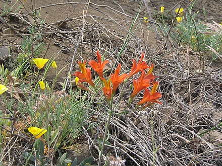 TÌNH YÊU CÂY CỎ ĐV 8  - Page 80 440px-Alstroemeria_ligtu_2