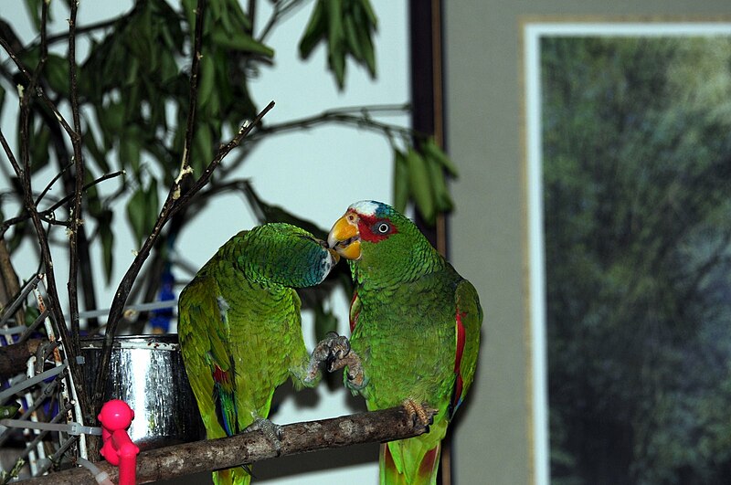 File:Amazona albifrons Rock Farm, Belize -two-8b.jpg