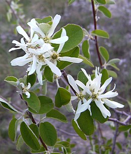 A szirti fanyarka (Amelanchier ovalis) virágai