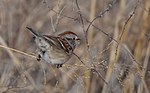 Thumbnail for File:American Tree Sparrow (32112799691).jpg