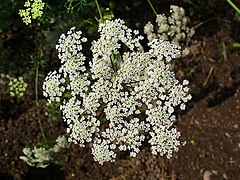 Ammi majus (Bishop's Flower), Inflorescence