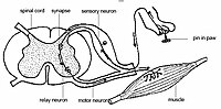 Reflex arc