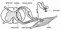 Reflex arc of a dog when its paw is stuck with a pin. The spinal cord responds to signals from receptors in the paw, producing a reflex withdrawal of the paw. This localized response does not involve brain processes that might mediate a consciousness of pain, though these might also occur. Anatomy and physiology of animals A reflex arc.jpg