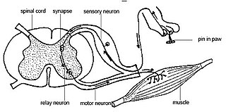 Interneuron neurons which are not motor or sensory