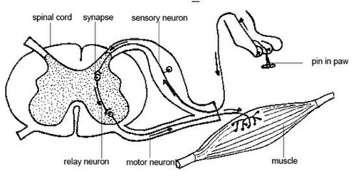 Reflex arc of a dog when its paw is stuck with a pin. The spinal cord responds to signals from receptors in the paw, producing a reflex withdrawal of the paw. This localized response does not involve brain processes that might mediate a consciousness of pain, though these might also occur.