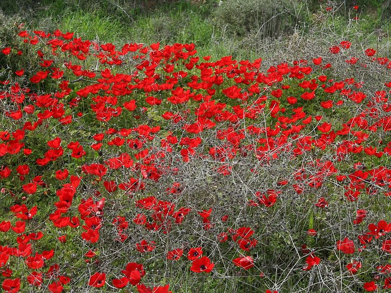 File:Anemones161.jpg