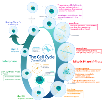 File:Animal cell cycle-en.svg