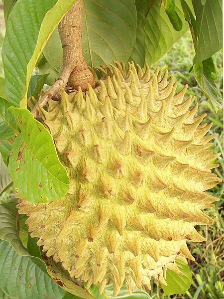 File:Annona purpurea Rovin Alba Sahagun Colombia.jpg