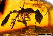 Aphaenogaster dlusskyana PIN3387-172 desni profil.jpg