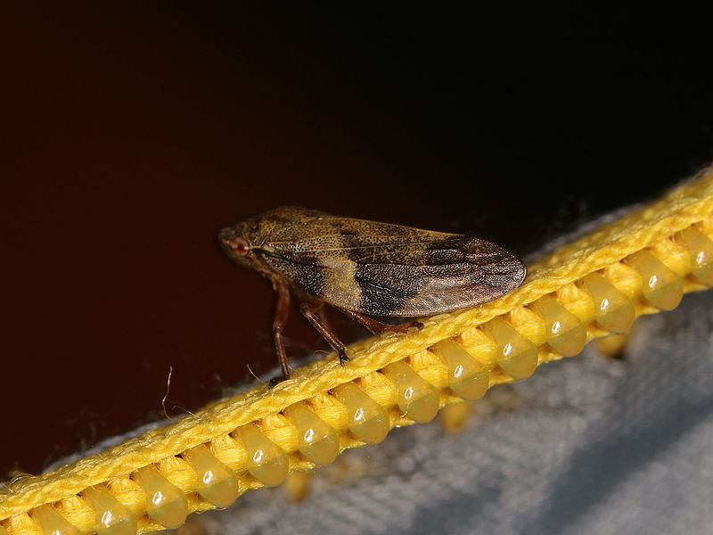 File:Aphrophora alni (19117132200).jpg