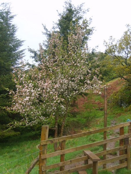 File:Apple Blossom - geograph.org.uk - 1307091.jpg