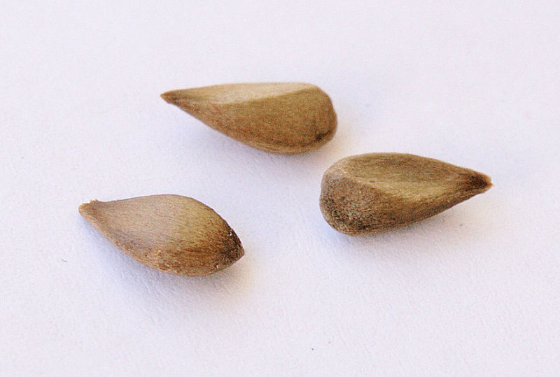 File:Apple seeds Ontario.jpg