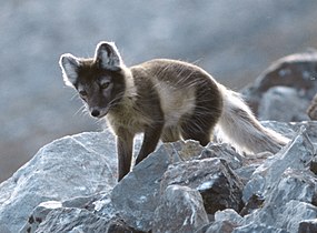 Arctic fox (Alopex lagopus) in summer coat, Bellsund, Svalbard