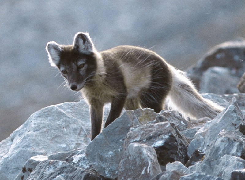 The Baytonian fox has its habitat in high elevation ranges on the mainland.