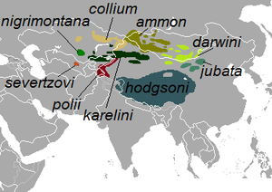 Argali subspecies range.png