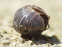 Armadillidium vulgare 000.jpg