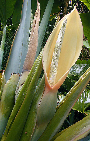 File:Arum flower.jpg