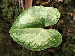 葉質はやや薄く、葉の表面は光沢がほとんどなく、平坦で緑色になり、短毛が散生する。雲紋状の白斑が入る。