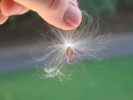 Asclepias syriaca seeds, showing the coma of hairs in its pappus