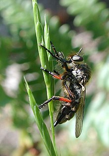 Asilidae Leptarthrus brevirostris fg01.jpg