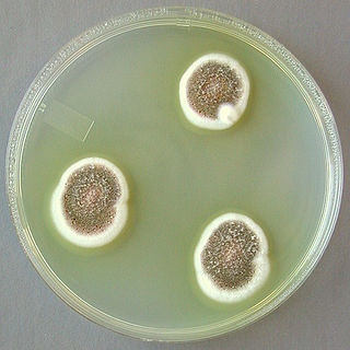 <i>Aspergillus ustus</i> Species of fungus