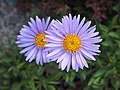 Aster alpinus, Aster alpejski, 2019-05-17