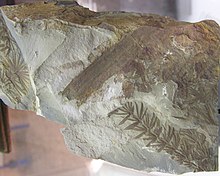 Asterophyllites Equisetiformis.jpg