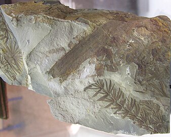 Karboniferoko azeri-buztanen fosilak.