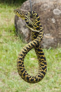 <i>Atheris ceratophora</i> species of reptile